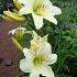 Hemerocallis 'Gentle Shepherd'