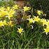 Hemerocallis 'Hyperion'