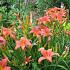 Hemerocallis 'Pink Damask'