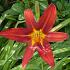 Hemerocallis 'Sammy Russell'