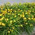 Hemerocallis 'Stella de Oro'