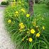 Hemerocallis 'Stella de Oro'