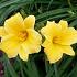 Hemerocallis 'Stella de Oro'