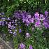 Hesperis matronalis