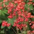 Heuchera 'Pluie de Feu'