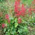 Heuchera 'Pluie de Feu'