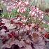 Heuchera 'Rachel'