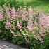 Heucherella a. 'Bridget Bloom'