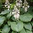 Hosta sieb. 'Elegans'