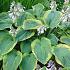 Hosta sieb. 'Frances Williams'