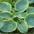 Hosta sieb. 'Frances Williams'