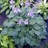 Hosta 'Blue Cadet'