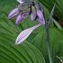 Hosta 'Fortunei Hyacinthina'