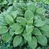 Hosta 'Fortunei Obscura'