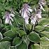 Hosta 'Francee'