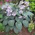 Hosta 'Halcyon'