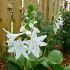 Hosta 'Royal Standard'