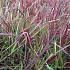 Imperata cylindrica 'Red Baron'