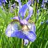 Iris sib. 'Blue King'