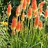 Kniphofia uvaria