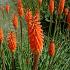 Kniphofia 'Alcazar'