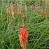 Kniphofia 'Red Rocket'