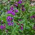 Lathyrus vernus