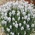 Lavandula ang. 'Arctic Snow'