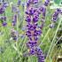 Lavandula ang. 'Imperial Gem'