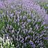 Lavandula ang. 'Munstead'