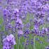 Lavandula ang. 'Munstead'