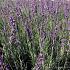 Lavandula ang. 'Silver Blue'