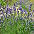 Lavandula int. 'Grosso'