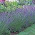 Lavandula int. 'Grosso'