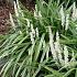 Liriope muscari 'Monroe White'