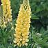 Lupinus 'Chandelier'