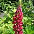 Lupinus 'My Castle'