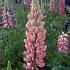 Lupinus 'The Chatelaine'