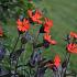 Lychnis arkwrightii 'Vesuvius'