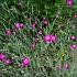 Lychnis coronaria