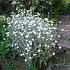 Lychnis coronaria 'Alba'