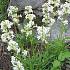 Lychnis viscaria 'Alba'