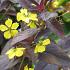 Lysimachia ciliata 'Firecracker'