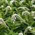 Lysimachia clethroides