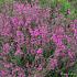 Lythrum virgatum 'Dropmore Purple'