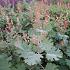 Macleaya m. 'Kelway's Coral Plume'