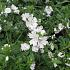 Malva moschata 'Alba'