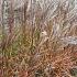 Miscanthus sin. 'Ferner Osten'