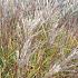 Miscanthus sin. 'Ferner Osten'