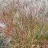 Miscanthus sin. 'Ferner Osten'